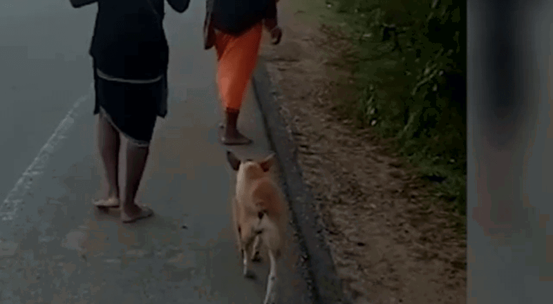 HASSAN DOG 3