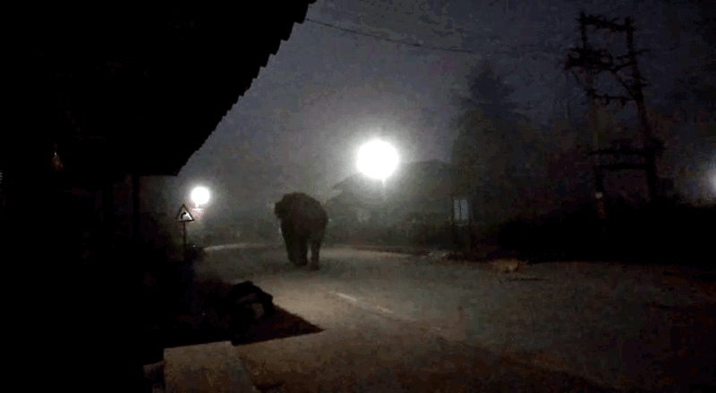 HASSAN ELEPHANT