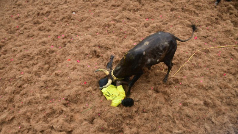 Jallikattu 3