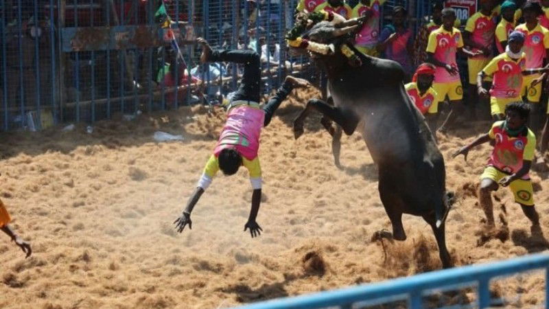 Jallikattu 4