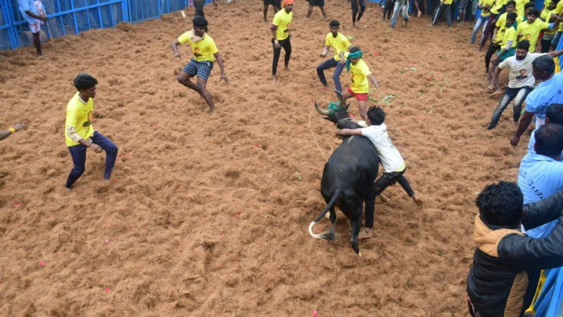 Jallikattu