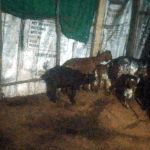 MANDYA CHEETAH 3