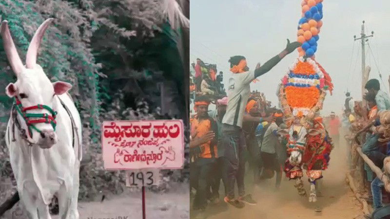 Mysuru Huli 2