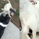 UDUPI DOG