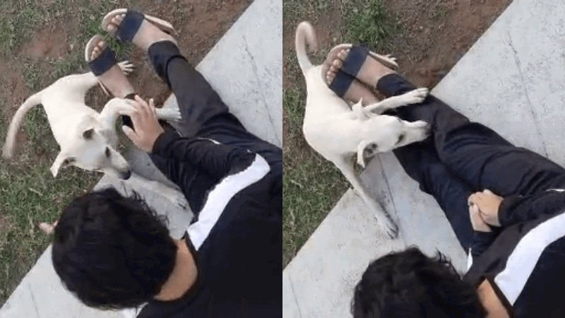 UDUPI DOG 1