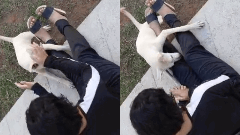 UDUPI DOG 2