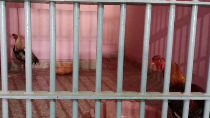 koppal chicken arrest