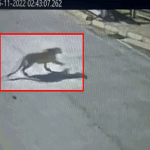 leopard bengaluru university 1