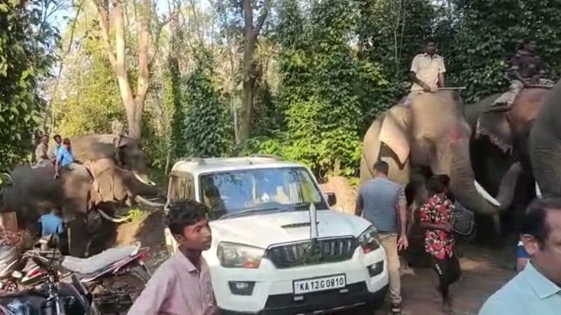 madikeri tiger 3