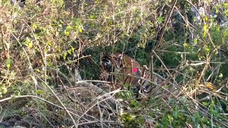 madikeri tiger