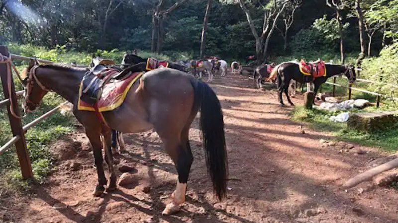 matheran Horse Riding