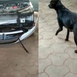 CAR BAMPER DOG MANAGALURU