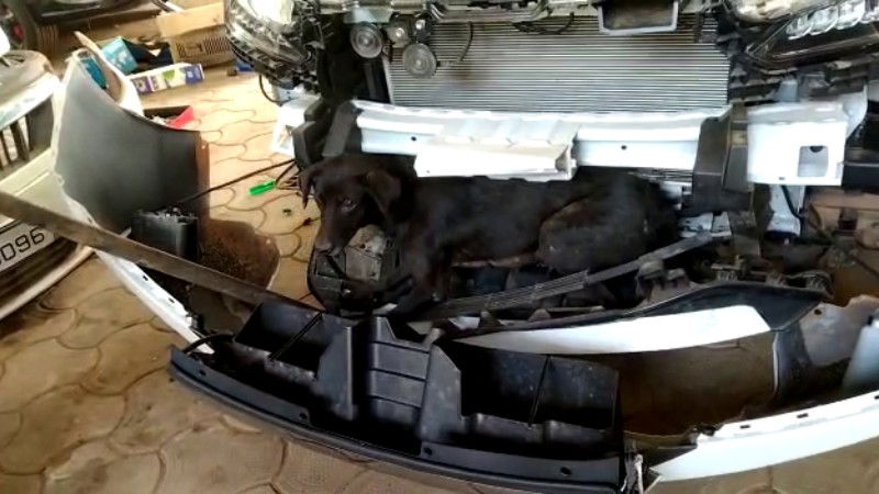 CAR BAMPER DOG MANAGALURU 1