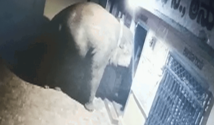 HASSAN ELEPHANT 2