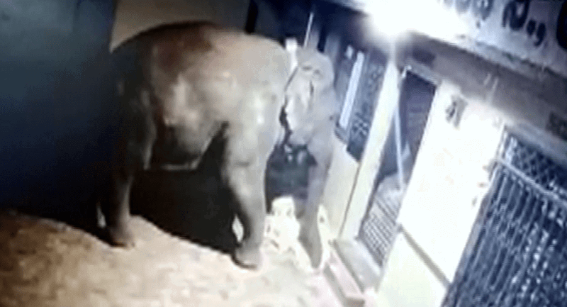 HASSAN ELEPHANT