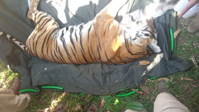 Karnataka forest dept catches tiger which triggered fear in Kodgau 1