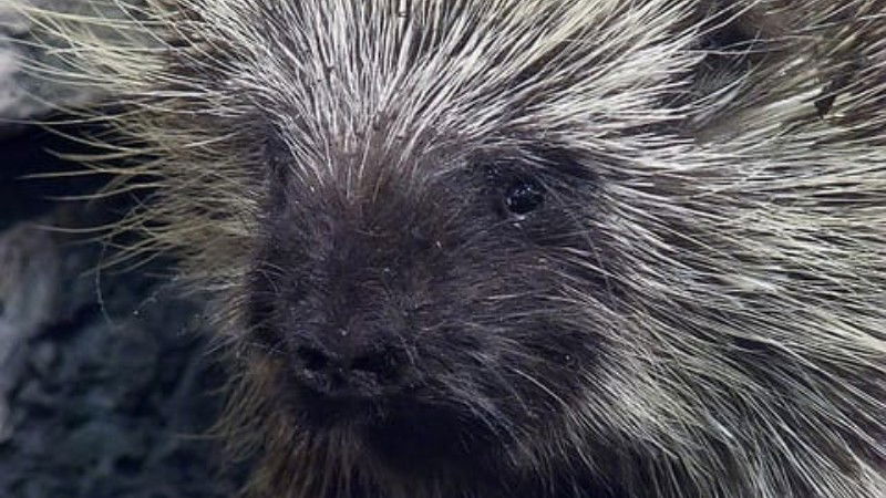 Porcupine