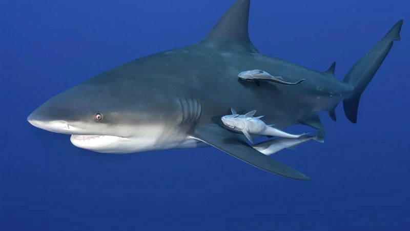 Shark 2