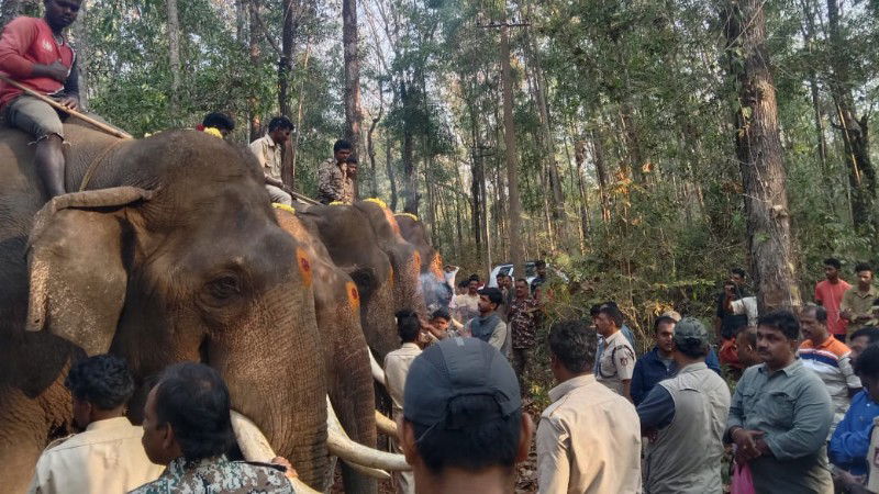 mangaluru elephant operation