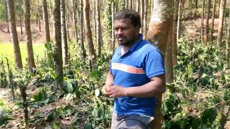 COFFEE PLANTATION 2