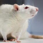 Rat 3