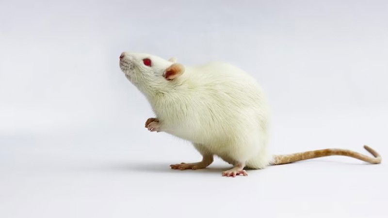 rAT 2