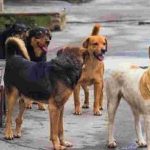 STRAY DOGS 1