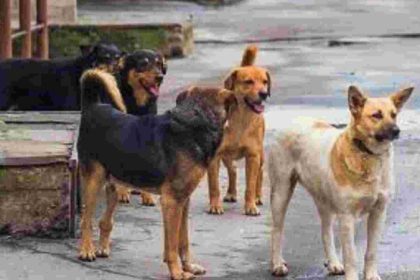 STRAY DOGS 1