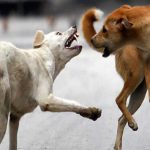 STRAY DOGS