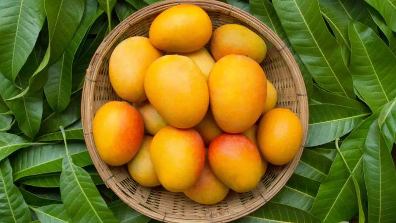 Mango