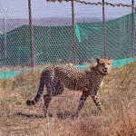 Cheetah 1