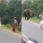 Elephant