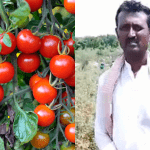 TOMATO