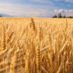Wheat 1