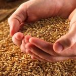 Wheat