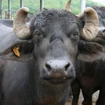 buffalo
