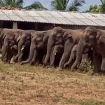 herd of elephant