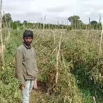 tomato theft