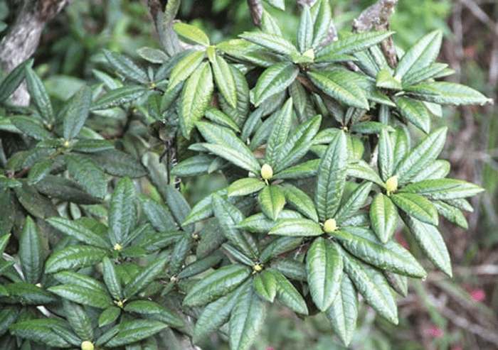 ASHOKA TREE