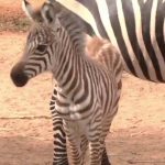 BABY ZEBRA ANEKAL