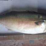 BANGUDE FISH 1