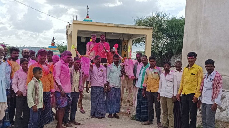 Cultivation of land Appreciation for bullocks Bagalkot village 1