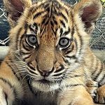 TIGER CUB