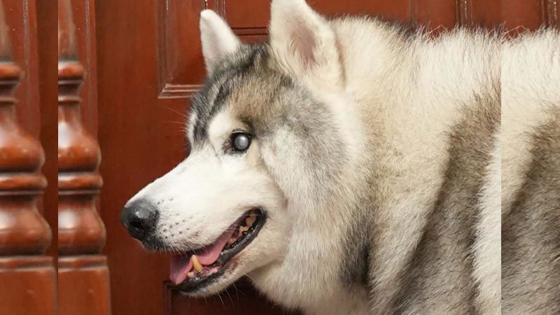 doG 2