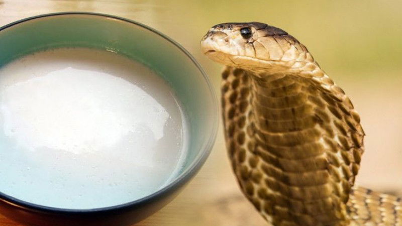 nagara panchami 2 1