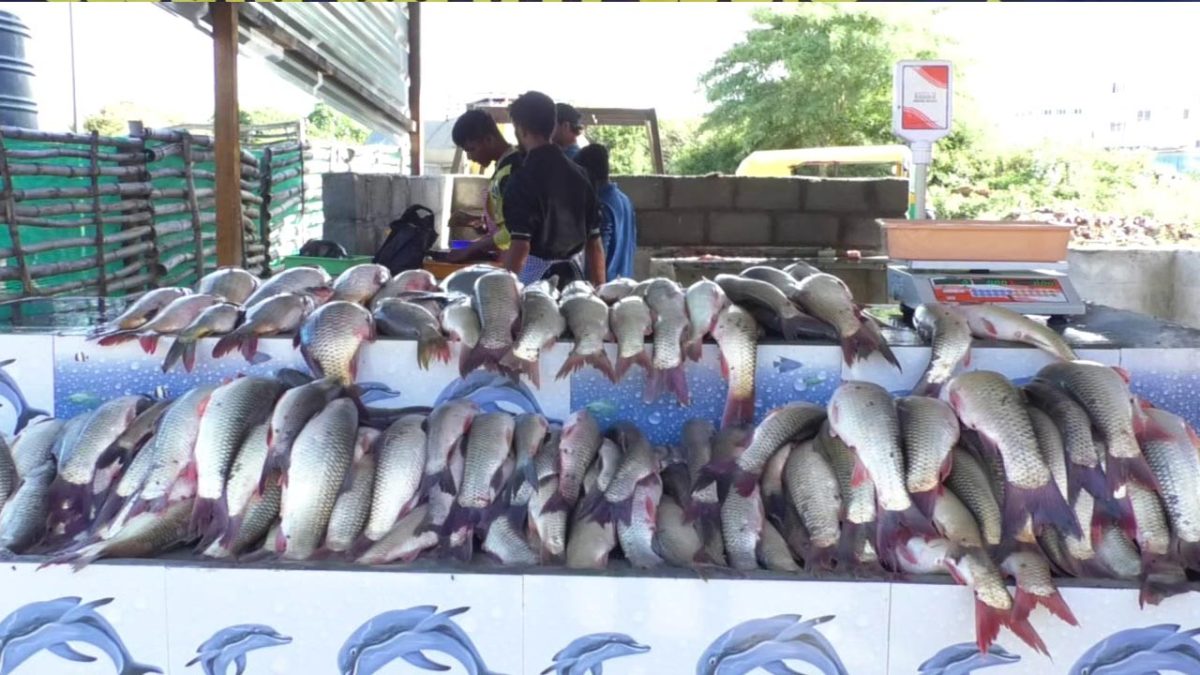 FISH 3