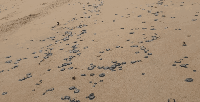 KARWAR FISH 2