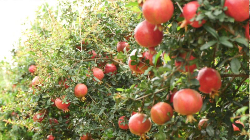Pomegranate Plant 2