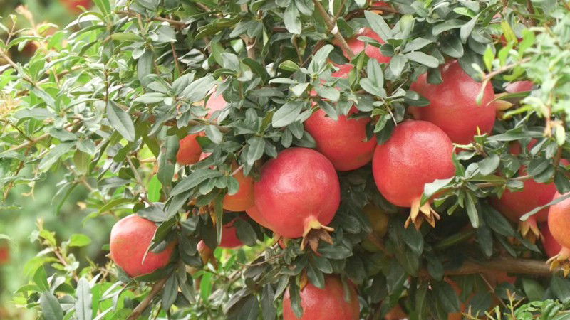 Pomegranate Plant 3