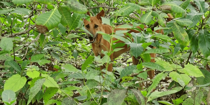 UDUPI DOG 2